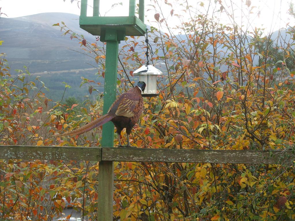 Cairngorm Lodge Youth Hostel Loch Morlich Ngoại thất bức ảnh